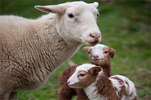 تعیین ژنوتیپ دوقلوزایی در گوسفندان 